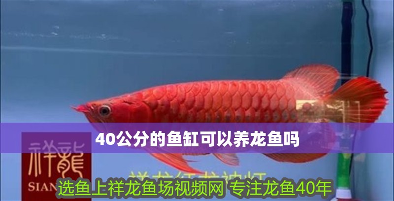 40公分的魚缸可以養(yǎng)龍魚嗎