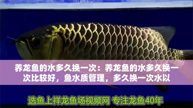 養龍魚的水多久換一次：養龍魚的水多久換一次比較好，魚水質管理，多久換一次水以