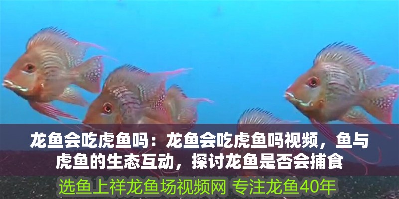 龍魚會吃虎魚嗎：龍魚會吃虎魚嗎視頻，魚與虎魚的生態互動，探討龍魚是否會捕食 龍魚會吃虎魚嗎：龍魚會吃虎魚嗎視頻，魚與虎魚的生態互動，探討龍魚是否會捕食 水族問答