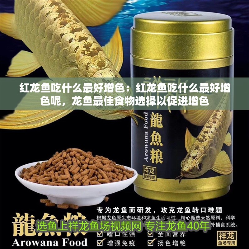紅龍魚吃什么最好增色：紅龍魚吃什么最好增色呢，龍魚最佳食物選擇以促進增色 紅龍魚吃什么最好增色：紅龍魚吃什么最好增色呢，龍魚最佳食物選擇以促進增色 水族問答