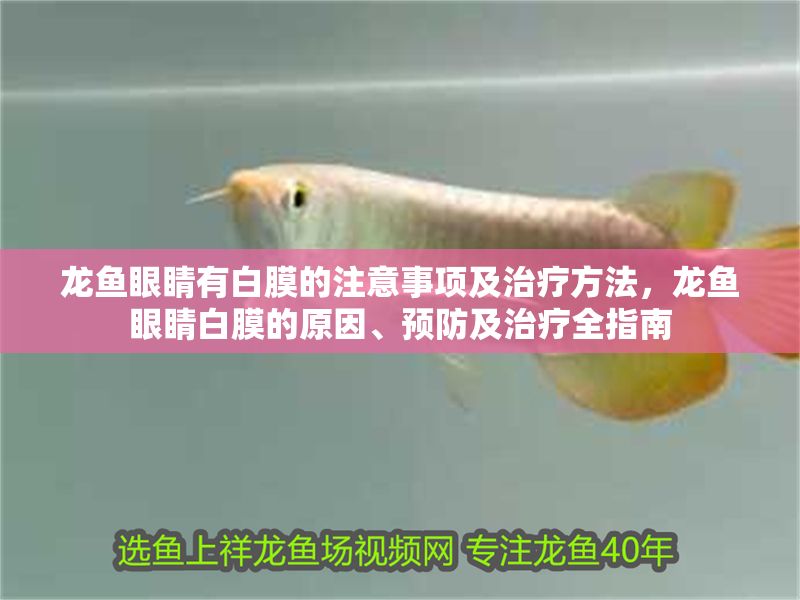 龍魚眼睛有白膜的注意事項(xiàng)及治療方法，龍魚眼睛白膜的原因、預(yù)防及治療全指南