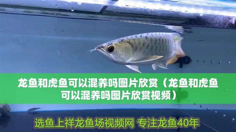 龍魚和虎魚可以混養嗎圖片欣賞（龍魚和虎魚可以混養嗎圖片欣賞視頻） 龍魚和虎魚可以混養嗎圖片欣賞（龍魚和虎魚可以混養嗎圖片欣賞視頻） 虎魚百科