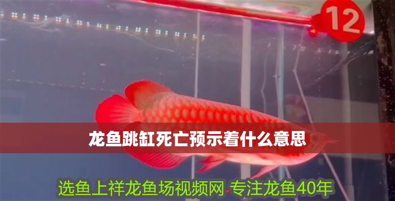 龍魚跳缸死亡預(yù)示著什么意思 龍魚跳缸死亡預(yù)示著什么意思 龍魚百科 第3張