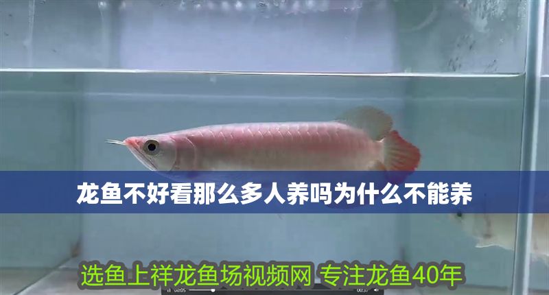 龍魚不好看那么多人養嗎為什么不能養