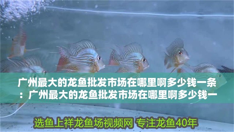 廣州最大的龍魚批發市場在哪里啊多少錢一條：廣州最大的龍魚批發市場在哪里啊多少錢一條啊，龍魚市場，探索廣州最大的龍魚交易中心及其價格行情