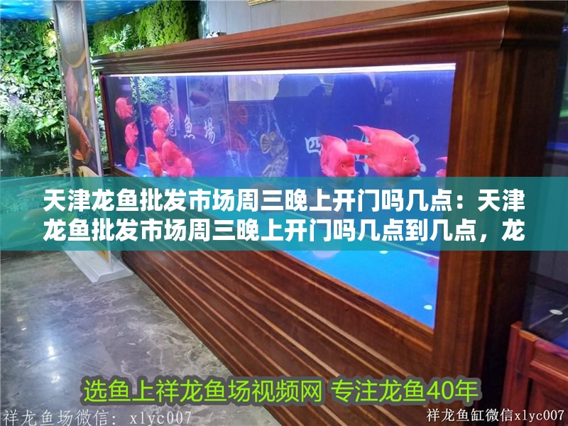 天津龍魚批發市場周三晚上開門嗎幾點：天津龍魚批發市場周三晚上開門嗎幾點到幾點，龍魚批發市場周三晚上營業時間及開門