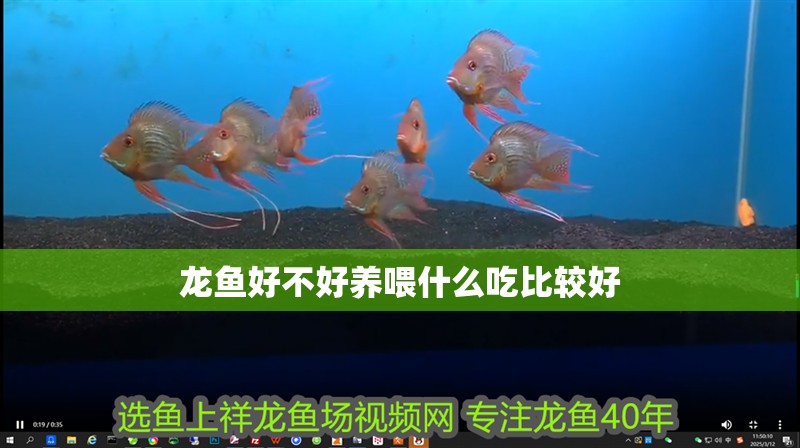 龍魚好不好養喂什么吃比較好