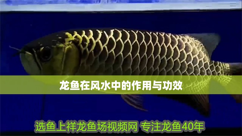 龍魚在風水中的作用與功效