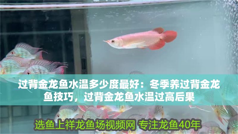 過背金龍魚水溫多少度最好：冬季養(yǎng)過背金龍魚技巧，過背金龍魚水溫過高后果