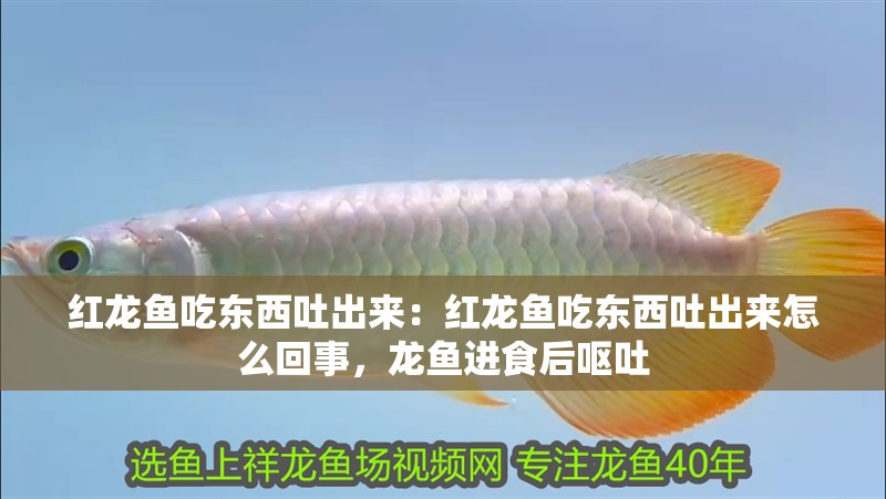 紅龍魚吃東西吐出來：紅龍魚吃東西吐出來怎么回事，龍魚進食后嘔吐