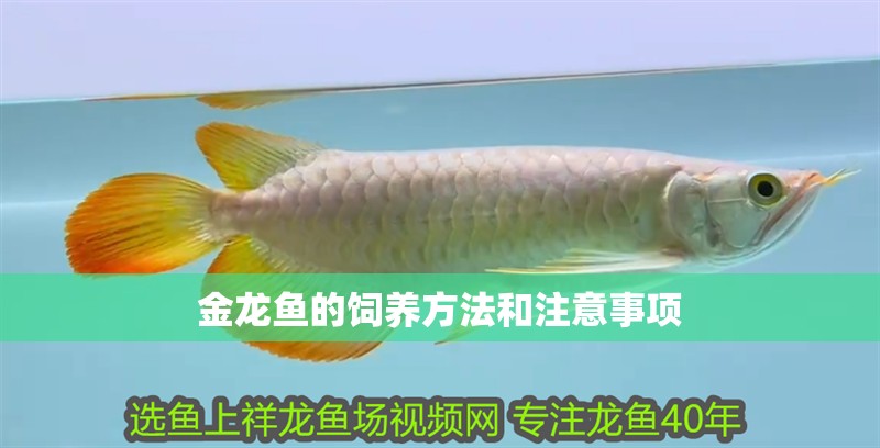 金龍魚(yú)的飼養(yǎng)方法和注意事項(xiàng)