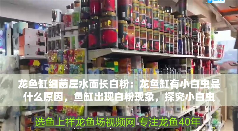 龍魚缸細菌屋水面長白粉：龍魚缸有小白蟲是什么原因，魚缸出現白粉現象，探究小白蟲