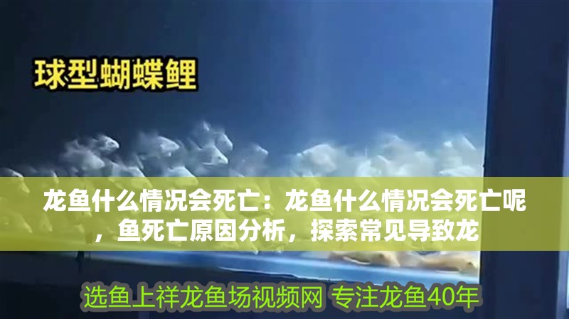 龍魚什么情況會死亡：龍魚什么情況會死亡呢，魚死亡原因分析，探索常見導致龍