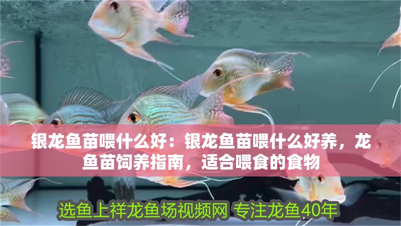 銀龍魚苗喂什么好：銀龍魚苗喂什么好養，龍魚苗飼養指南，適合喂食的食物