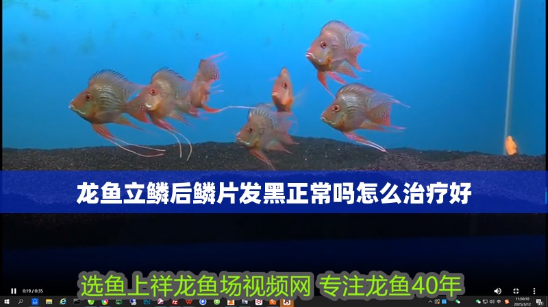 龍魚立鱗后鱗片發黑正常嗎怎么治療好
