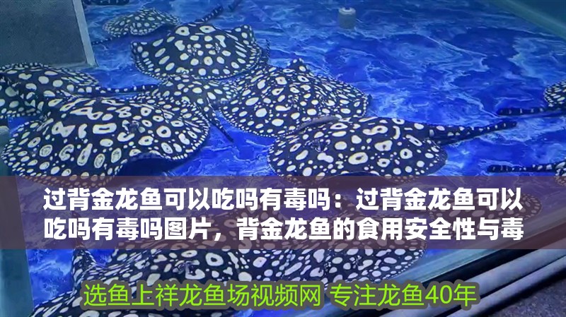 過背金龍魚可以吃嗎有毒嗎：過背金龍魚可以吃嗎有毒嗎圖片，背金龍魚的食用安全性與毒性
