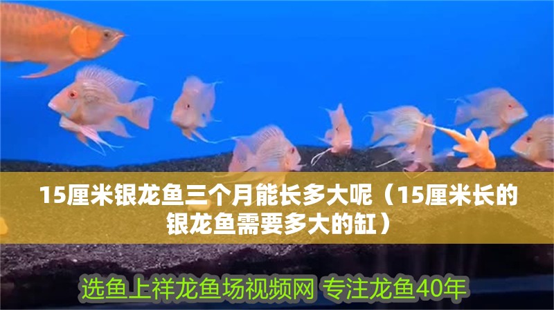15厘米銀龍魚三個月能長多大呢（15厘米長的銀龍魚需要多大的缸）