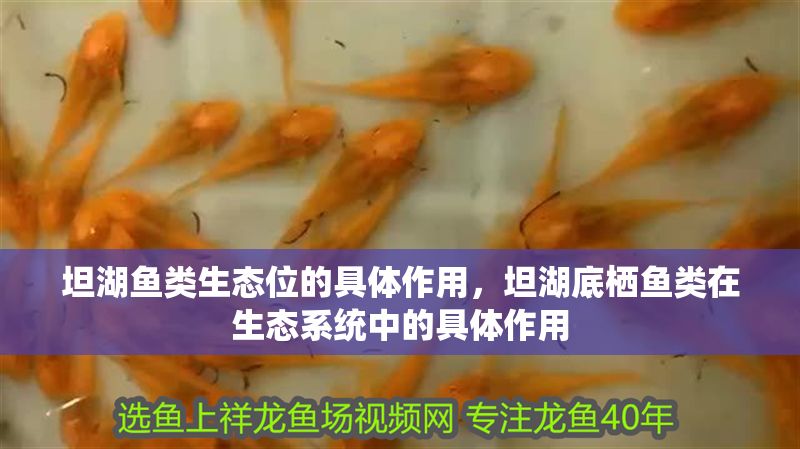 坦湖魚類生態位的具體作用，坦湖底棲魚類在生態系統中的具體作用