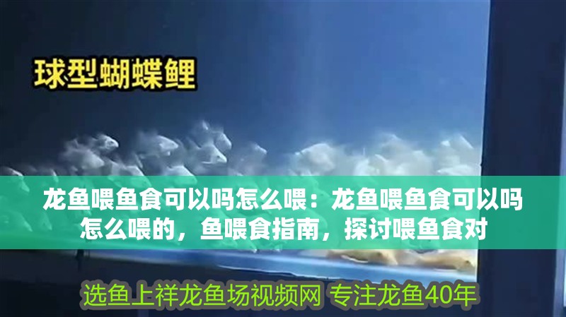 龍魚喂魚食可以嗎怎么喂：龍魚喂魚食可以嗎怎么喂的，魚喂食指南，探討喂魚食對(duì) 龍魚喂魚食可以嗎怎么喂：龍魚喂魚食可以嗎怎么喂的，魚喂食指南，探討喂魚食對(duì) 水族問答