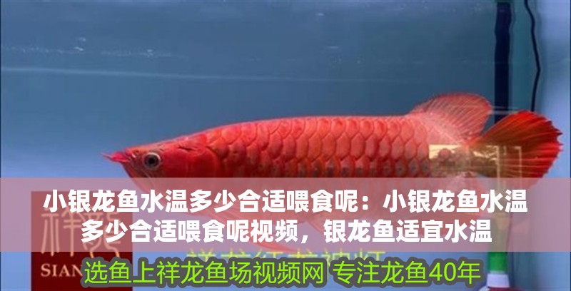 小銀龍魚(yú)水溫多少合適喂食呢：小銀龍魚(yú)水溫多少合適喂食呢視頻，銀龍魚(yú)適宜水溫