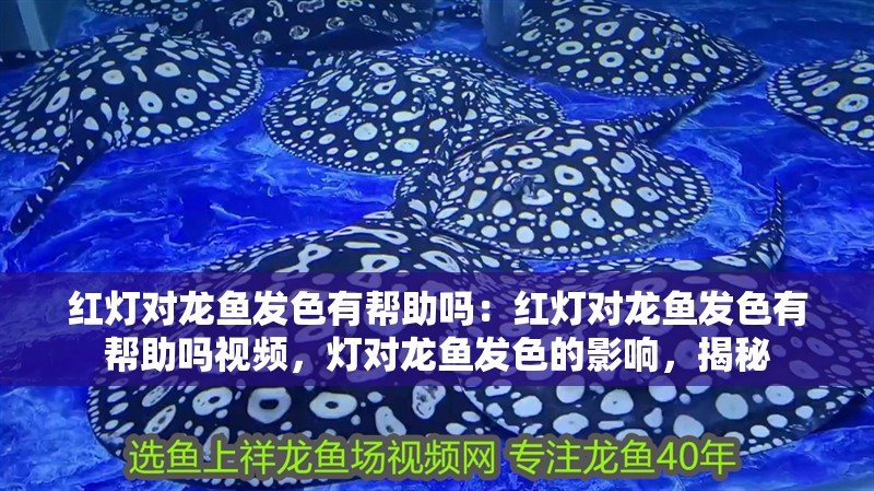 紅燈對龍魚發(fā)色有幫助嗎：紅燈對龍魚發(fā)色有幫助嗎視頻，燈對龍魚發(fā)色的影響，揭秘 紅燈對龍魚發(fā)色有幫助嗎：紅燈對龍魚發(fā)色有幫助嗎視頻，燈對龍魚發(fā)色的影響，揭秘 水族問答