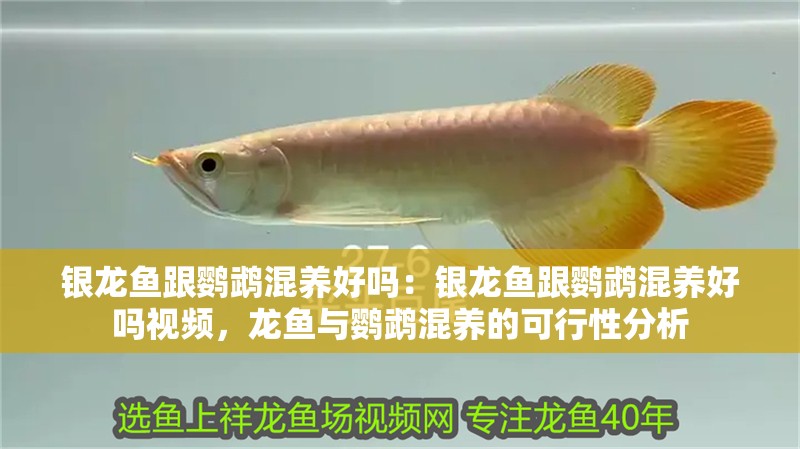 銀龍魚跟鸚鵡混養(yǎng)好嗎：銀龍魚跟鸚鵡混養(yǎng)好嗎視頻，龍魚與鸚鵡混養(yǎng)的可行性分析 銀龍魚跟鸚鵡混養(yǎng)好嗎：銀龍魚跟鸚鵡混養(yǎng)好嗎視頻，龍魚與鸚鵡混養(yǎng)的可行性分析 水族問答
