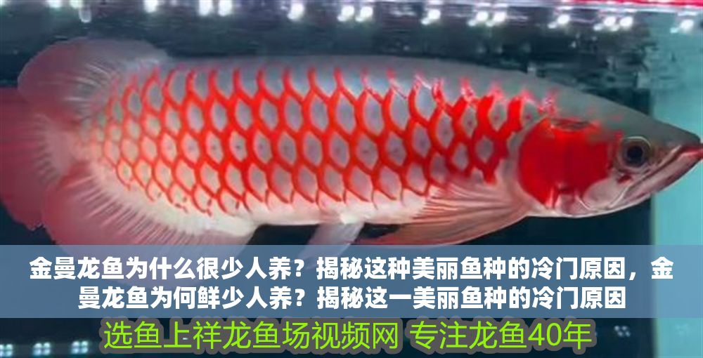 金曼龍魚為什么很少人養？揭秘這種美麗魚種的冷門原因，金曼龍魚為何鮮少人養？揭秘這一美麗魚種的冷門原因