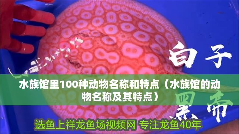 水族館里100種動物名稱和特點（水族館的動物名稱及其特點）