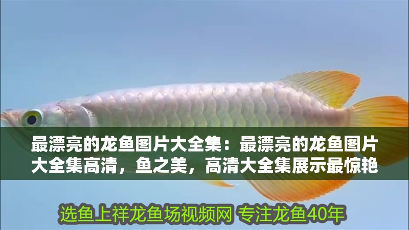 最漂亮的龍魚圖片大全集：最漂亮的龍魚圖片大全集高清，魚之美，高清大全集展示最驚艷