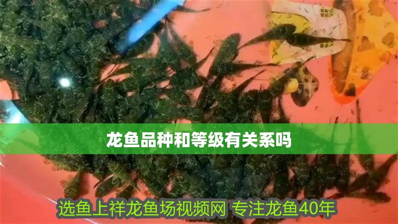 龍魚品種和等級有關系嗎
