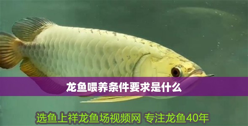 龍魚喂養條件要求是什么 龍魚喂養條件要求是什么 龍魚百科 第2張