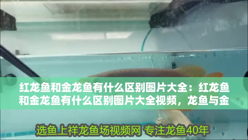 紅龍魚和金龍魚有什么區別圖片大全：紅龍魚和金龍魚有什么區別圖片大全視頻，龍魚與金龍魚的視覺對比，區別與圖片大全