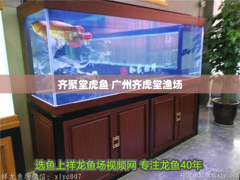 齊聚堂虎魚 廣州齊虎堂漁場