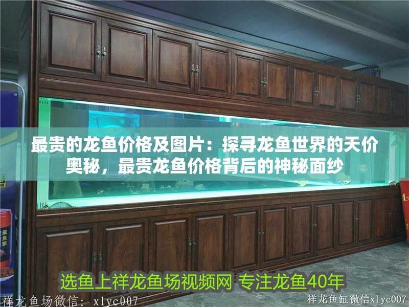 最貴的龍魚價(jià)格及圖片：探尋龍魚世界的天價(jià)奧秘，最貴龍魚價(jià)格背后的神秘面紗