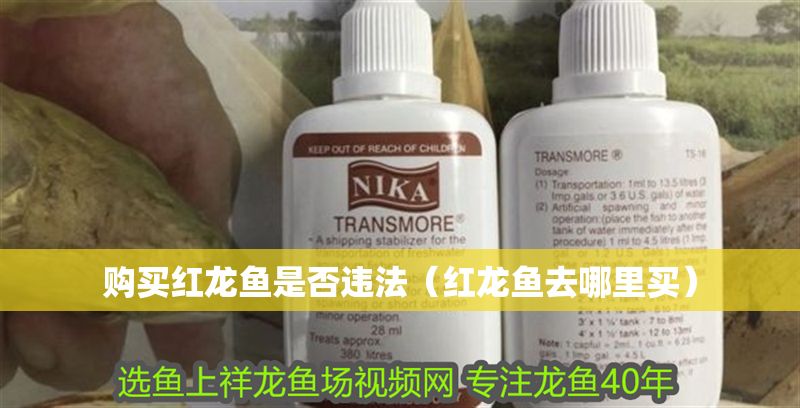 購(gòu)買(mǎi)紅龍魚(yú)是否違法（紅龍魚(yú)去哪里買(mǎi)）