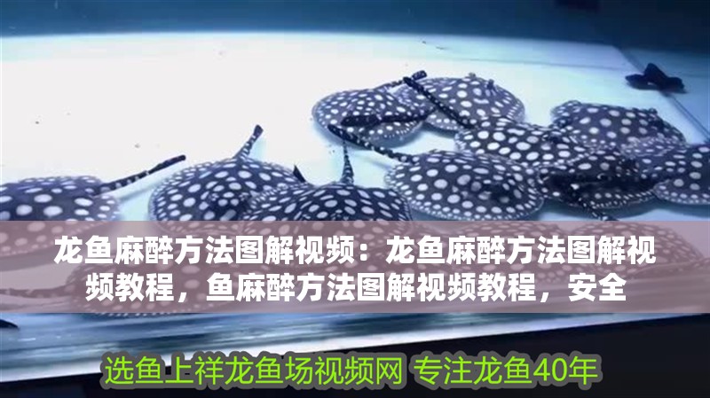 龍魚麻醉方法圖解視頻:龍魚麻醉方法圖解視頻教程,魚麻醉方法圖解視頻教程,安全 水族問答 龍魚麻醉方法圖解視頻:龍魚麻醉方法圖解視頻教程,魚麻醉方法圖解視頻教程,安全 龍魚麻醉方法圖解視頻:龍魚麻醉方法圖解視頻教程,魚麻醉方法圖解視頻教程,安全 水族問答