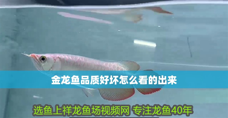 金龍魚品質(zhì)好壞怎么看的出來