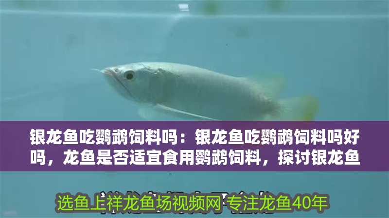 銀龍魚吃鸚鵡飼料嗎：銀龍魚吃鸚鵡飼料嗎好嗎，龍魚是否適宜食用鸚鵡飼料，探討銀龍魚的喂食