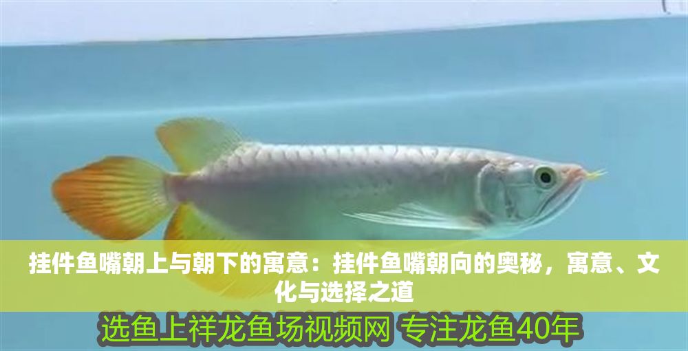 掛件魚嘴朝上與朝下的寓意：掛件魚嘴朝向的奧秘，寓意、文化與選擇之道