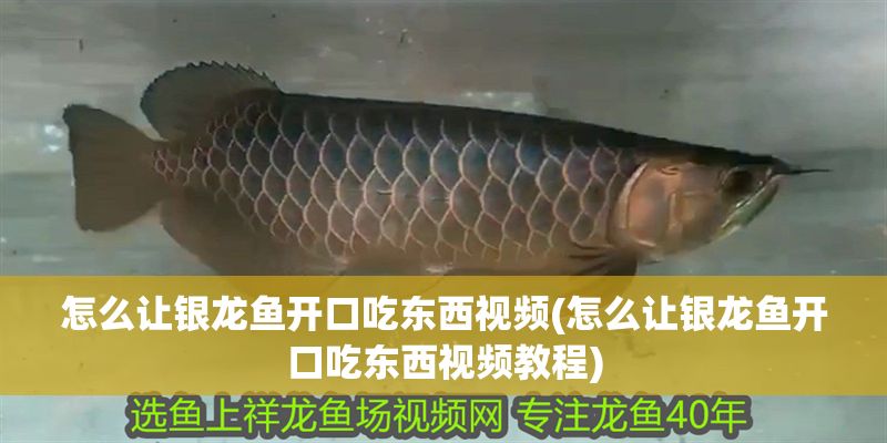 怎么讓銀龍魚開口吃東西視頻(怎么讓銀龍魚開口吃東西視頻教程)