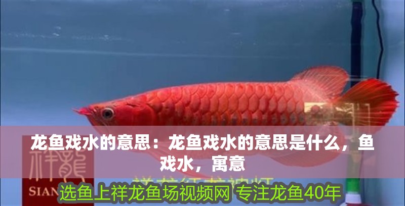 龍魚(yú)戲水的意思：龍魚(yú)戲水的意思是什么，魚(yú)戲水，寓意