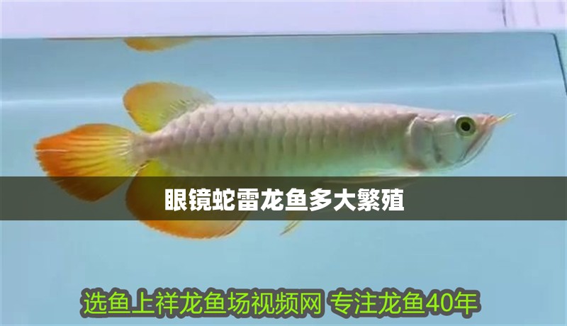 眼鏡蛇雷龍魚多大繁殖