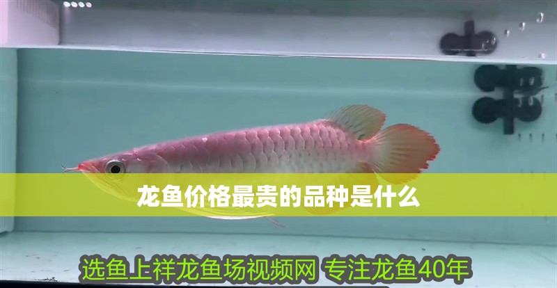 龍魚價格最貴的品種是什么