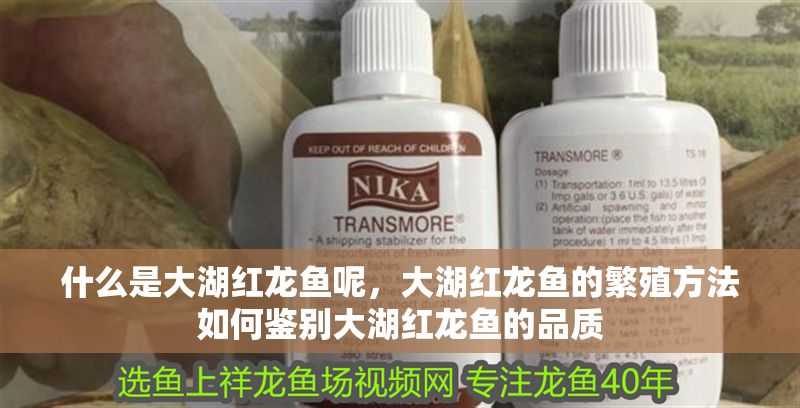 什么是大湖紅龍魚呢，大湖紅龍魚的繁殖方法如何鑒別大湖紅龍魚的品質