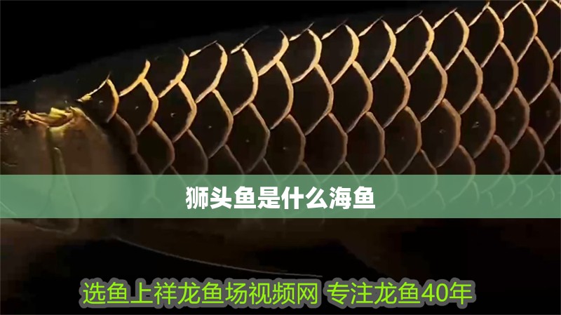 獅頭魚是什么海魚 獅頭魚是什么海魚 龍魚論壇