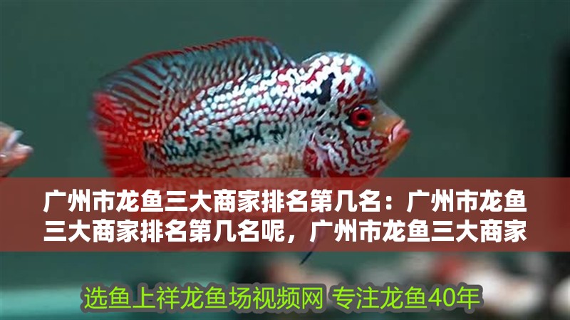 廣州市龍魚三大商家排名第幾名：廣州市龍魚三大商家排名第幾名呢，廣州市龍魚三大商家排名揭曉，權威評測告訴你