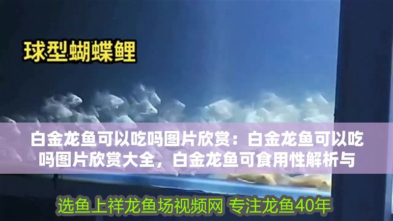 白金龍魚可以吃嗎圖片欣賞：白金龍魚可以吃嗎圖片欣賞大全，白金龍魚可食用性解析與
