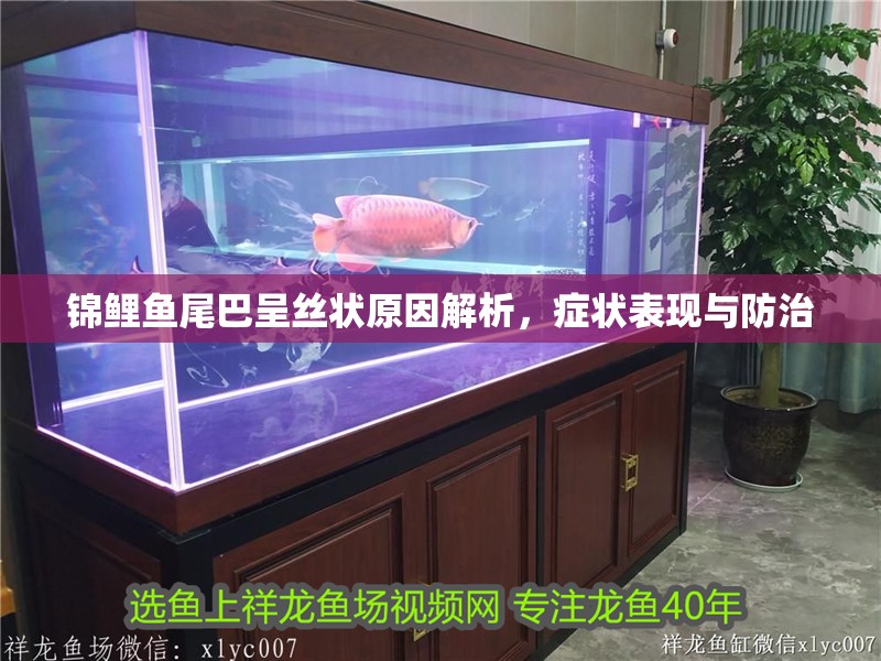錦鯉魚尾巴呈絲狀原因解析，癥狀表現與防治 錦鯉魚尾巴呈絲狀原因解析，癥狀表現與防治 虎魚百科