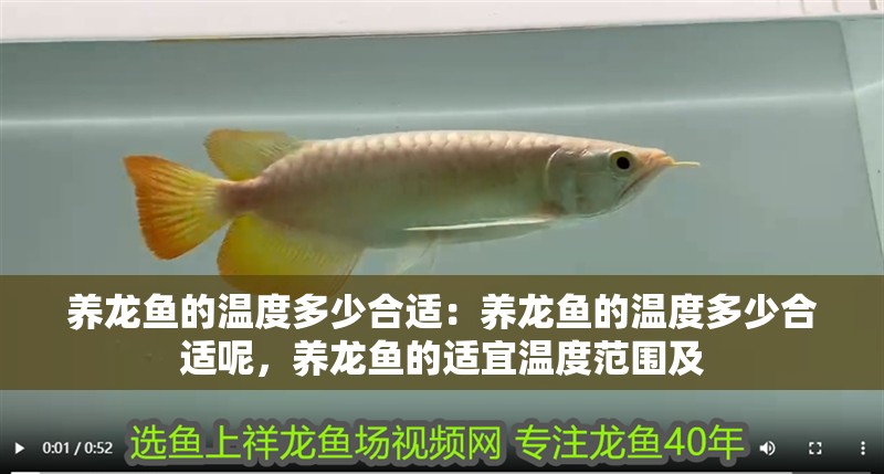 養龍魚的溫度多少合適：養龍魚的溫度多少合適呢，養龍魚的適宜溫度范圍及