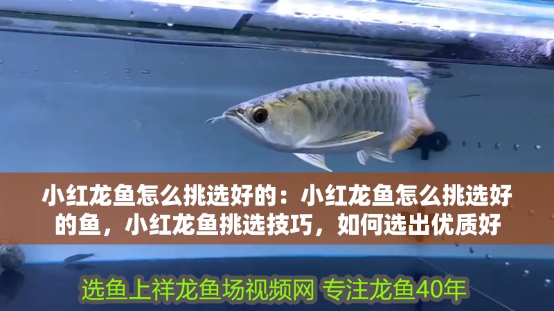 小紅龍魚怎么挑選好的：小紅龍魚怎么挑選好的魚，小紅龍魚挑選技巧，如何選出優(yōu)質(zhì)好